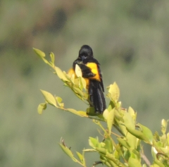 Icterus wagleri