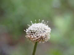 Lachnocaulon