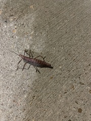 Anisomorpha buprestoides