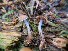 Cortinarius neofallax
