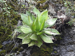 Agave chiapensis