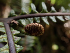 Sticherus owhyhensis