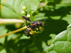 Euodynerus hidalgo boreoorientalis