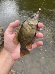 Ambloplites rupestris