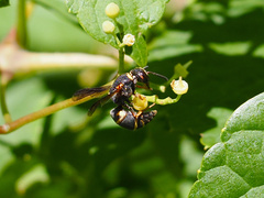 Euodynerus hidalgo boreoorientalis