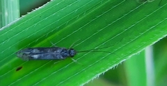 Glossosomatidae