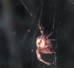 Neoscona arabesca