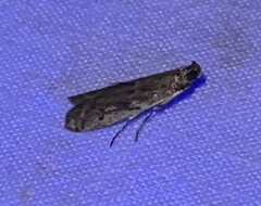 Phycitodes reliquellum