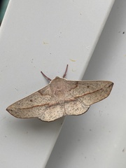 Antictenia punctunculus