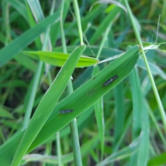 Glossosomatidae