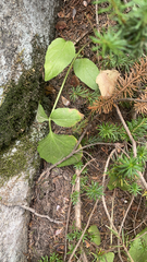 Nabalus trifoliolatus