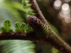 Sticherus owhyhensis