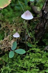 Mycena filopes