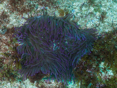 Heteractis crispa