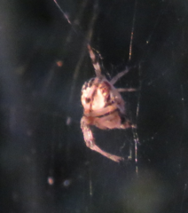 Neoscona arabesca