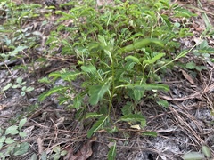 Phyllanthus urinaria