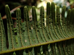 Sticherus owhyhensis