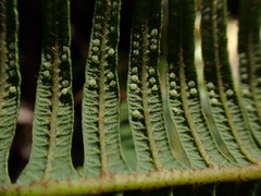 Sticherus owhyhensis