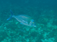 Nemadactylus douglasii