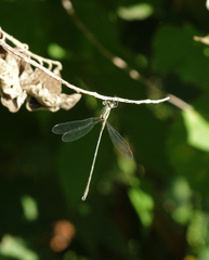 Chalcolestes parvidens