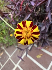 Tagetes