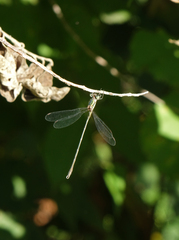 Chalcolestes parvidens