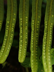 Sticherus owhyhensis