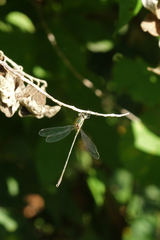 Chalcolestes parvidens