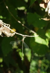 Chalcolestes parvidens