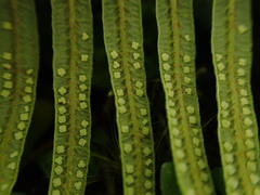 Sticherus owhyhensis