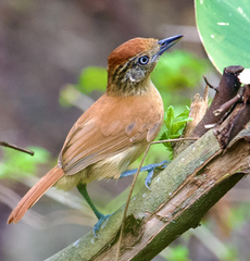 Thamnophilus doliatus