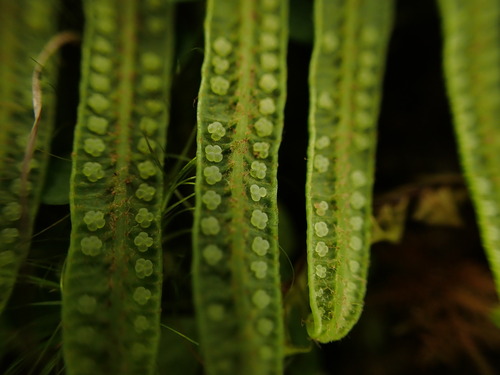 Sticherus owhyhensis
