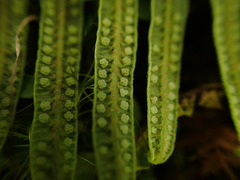 Sticherus owhyhensis