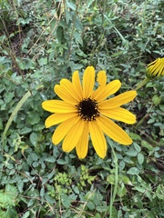 Helianthus atrorubens