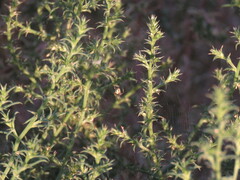 Neoscona arabesca