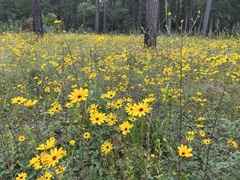 Helianthus atrorubens