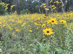 Helianthus atrorubens
