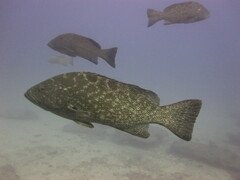 Mycteroperca rosacea