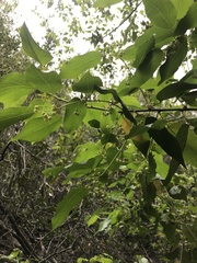 Aristotelia chilensis