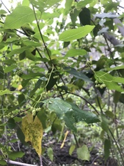 Aristotelia chilensis