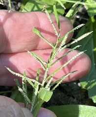 Paspalum repens