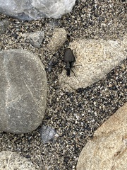 Actenonyx bembidioides