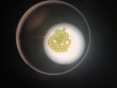 Hydrodictyaceae