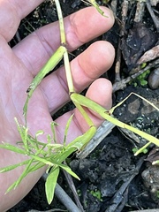 Paspalum repens