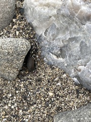 Actenonyx bembidioides