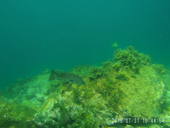 Mycteroperca rosacea