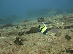 Zanclus cornutus