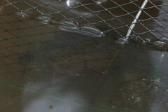 Kinosternon subrubrum