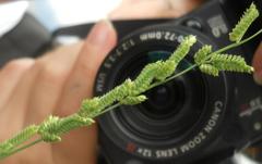 Beckmannia eruciformis