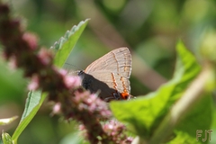 Electrostrymon guzanta